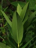 Euphorbia tauricola