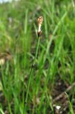 Equisetum scirpoides