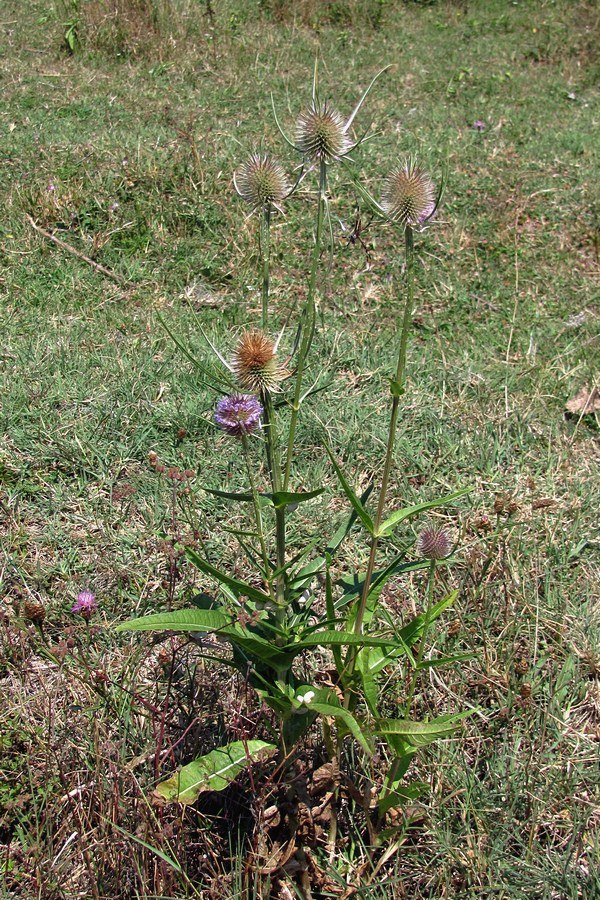 Изображение особи Dipsacus fullonum.