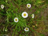 Erigeron strigosus