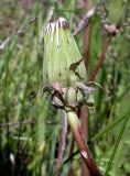 Taraxacum erythrospermum. Соплодие. Ростовская обл., Азовский р-н, побережье Таганрогского залива в районе косы Очаковская. 29.04.2012.