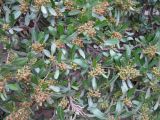 Dodonaea viscosa. Ветви с соцветиями. Израиль, г. Беэр-Шева, городское озеленение. 17.01.2013.