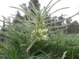 Astragalus aleppicus