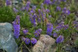 Veronica pinnata