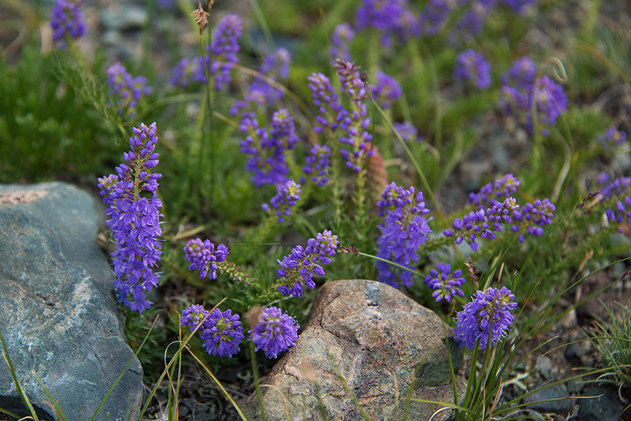 Image of Veronica pinnata specimen.