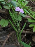 Erysimum bicolor