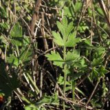 Pimpinella tragium