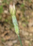 Dianthus marschallii