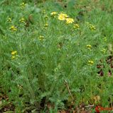 Senecio vernalis