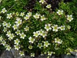 Saxifraga exarata