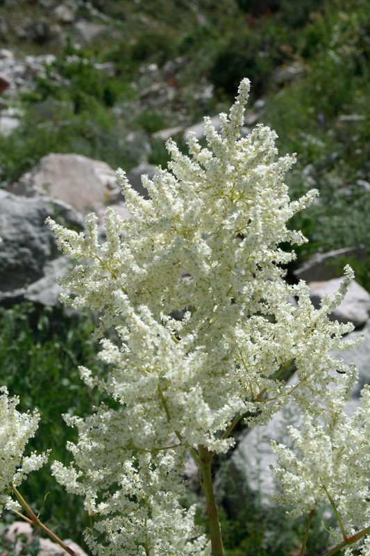 Изображение особи Aconogonon coriarium.