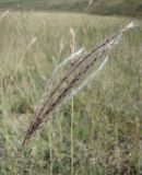 Bothriochloa ischaemum. Соцветие. Краснодарский край, склон высокого берега р. Ея между станицами Кущёвская и Кисляковская (Бугелы). 18.09.2009.