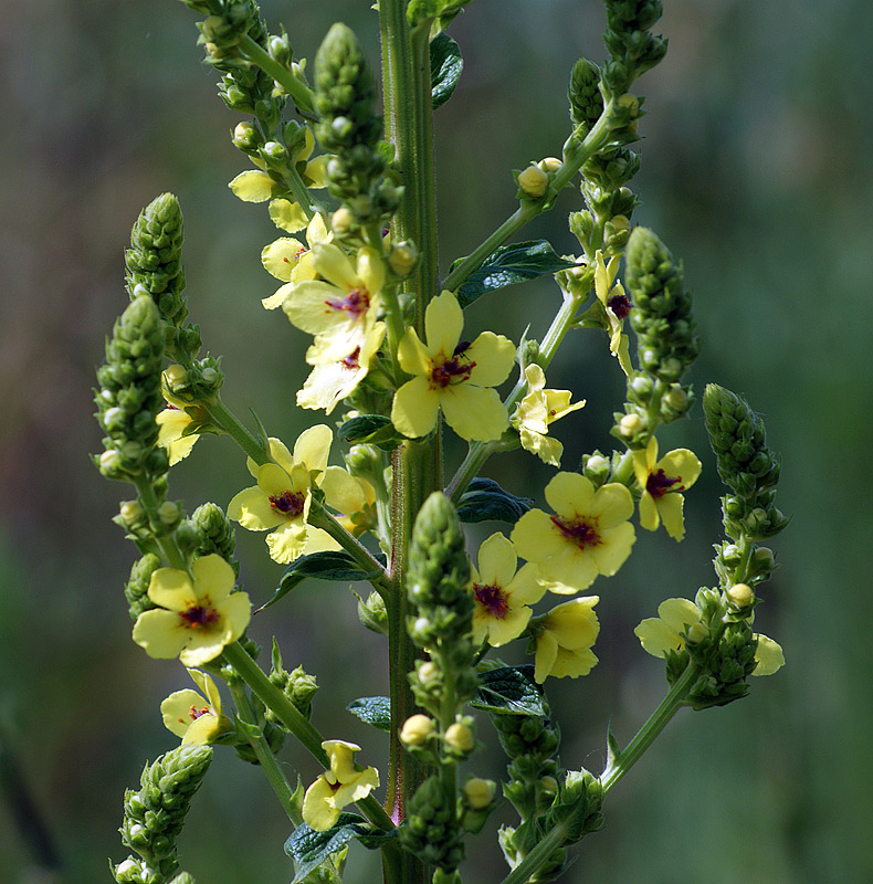 Изображение особи Verbascum pyramidatum.