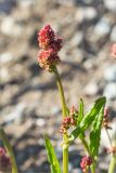 Rumex lapponicus. Верхушка цветущего растения. Мурманская обл., Кольский р-н, окр. пос. Дальние Зеленцы, песчано-каменистый берег протоки между озером и губой Порчниха. 21.06.2015.