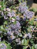 Ceanothus maritimus. Ветвь с соцветиями. США, Калифорния, Сан-Франциско, в озеленении. 17.02.2014.