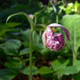 Cypripedium guttatum