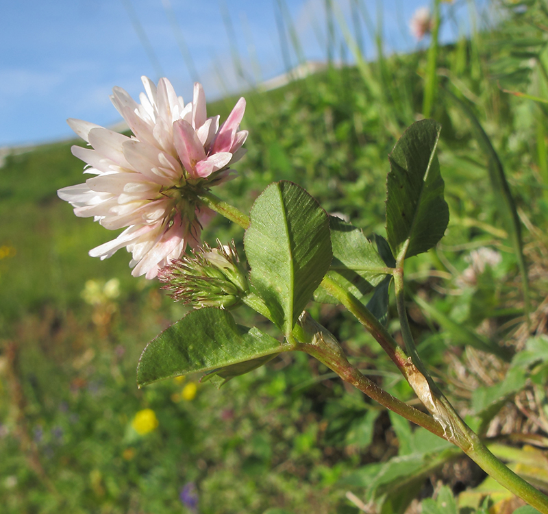 Изображение особи Trifolium ambiguum.