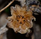 Mesembryanthemum crystallinum