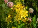 Hypericum maculatum