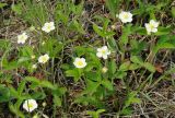 Fragaria viridis