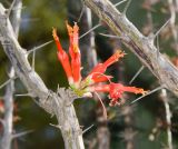 Fouquieria diguetii. Часть ветки с соцветием. Израиль, Шарон, г. Тель-Авив, ботанический сад \"Сад кактусов\". 08.11.2016.