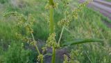 Rumex patientia