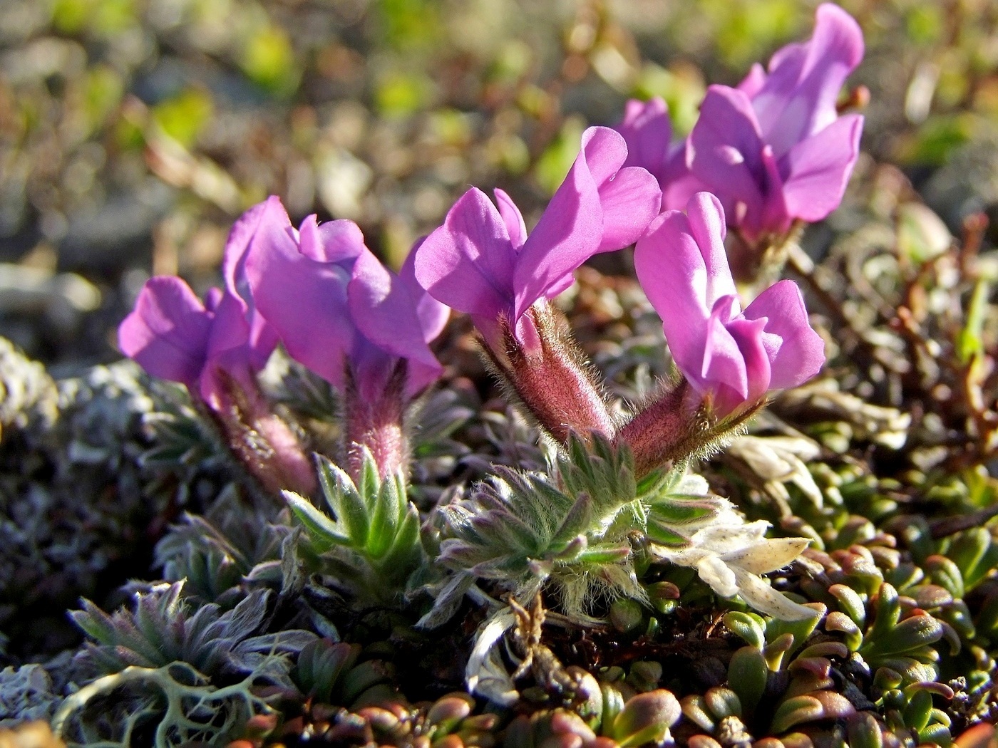 Изображение особи Oxytropis czukotica.