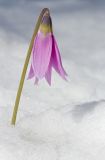 Erythronium sulevii. Верхушка побега с цветком. Республика Алтай, Шебалинский р-н, окр. с. Камлак, правый борт долины р. Сема, надпойменная терраса, сосновый лес с примесью берёзы. 03.05.2017.