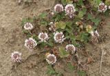 Trifolium repens