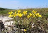 Linum ucranicum