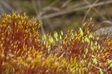 род Bryum