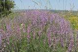 Vicia elegans