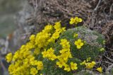 Draba bryoides. Цветущие растения. Грузия, Казбегский муниципалитет, вост. склон горы Казбек, на скальном выходе. 22.05.2018.