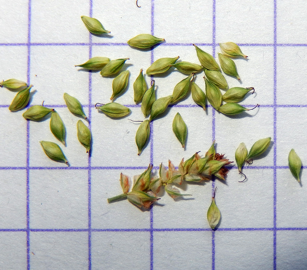 Изображение особи Carex diluta.