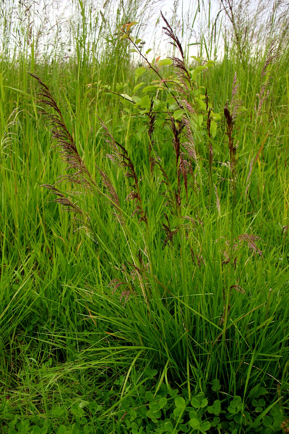 Изображение особи Deschampsia cespitosa.