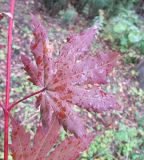 Acer pseudosieboldianum