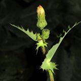 Sonchus asper