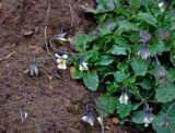 Viola arvensis