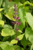 Stachys sylvatica