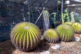Echinocactus grusonii. Вегетирующие растения. Израиль, Шарон, г. Тель-Авив, ботанический сад университета. 22.10.2018.