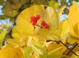 Lonicera &times; tellmanniana