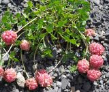 Trifolium raddeanum