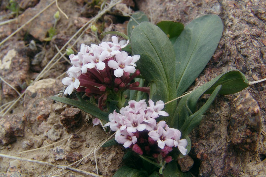 Изображение особи Valeriana chionophila.