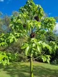 Brachychiton acerifolius