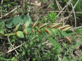 Astragalus buschiorum