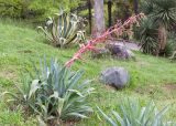Beschorneria bracteata. Цветущее растение. Краснодарский край, г. Сочи, парк \"Дендрарий\", Мексиканский отдел, в культуре. 11.05.2021.
