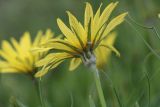 Tragopogon reticulatus