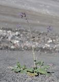 Salvia beckeri. Цветущее растение. Дагестан, Лакский р-н, окр. с. Шовкра, сланцевая осыпь. 25 июня 2023 г.