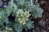 Artemisia schmidtiana