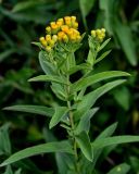 Inula germanica